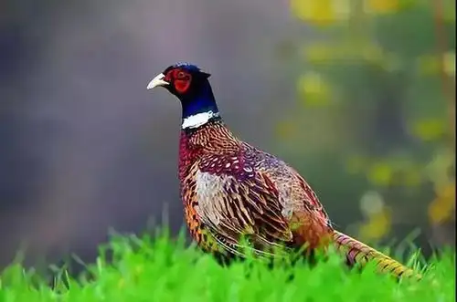 少年不服气:爷爷,您是不是看错了?那只鹰叫声高亢嘹亮,怎么会是野鸡?