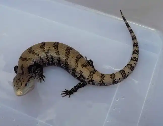 展开全部 马老奇蓝舌石龙子 是蓝舌石龙子的一个品种