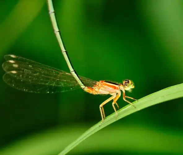 (Ⅷ)蜻蜓目昆虫---豆娘(15)