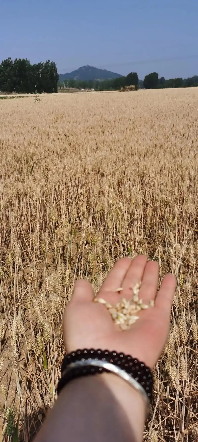 割麦子啦,阳光下暴晒的金黄色麦浪,回想曾经老爸老妈挥着镰刀割 - 抖
