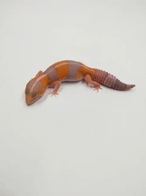 入门肥尾守宫新手懒人爬宠宠物蜥蜴温顺爱奥其他爬虫