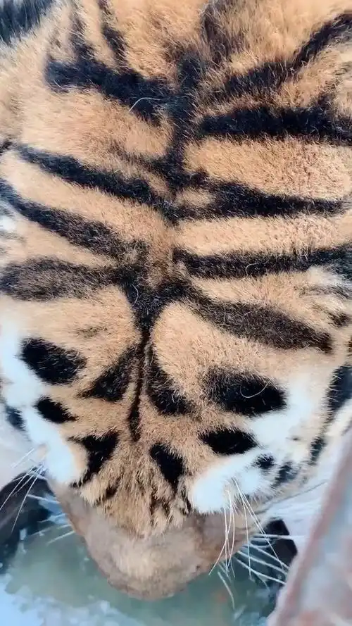 看老虎怎么喝水,头上真的有个王字耶