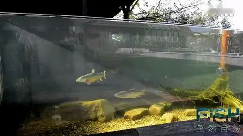 室外鱼池 装上4面玻璃那就室外鱼缸了 非常适合养原生鱼