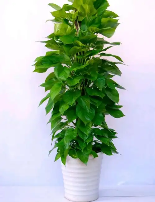 室内绿植品种大全图片(40款超治愈的家居绿植) - 赤虎壹号