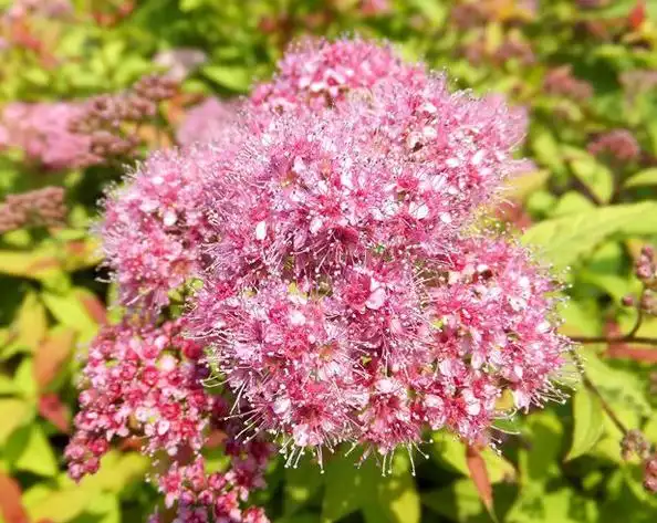 金焰绣线菊叶色丰富花朵美丽,是应用功能全面的优良花灌木树种哦!