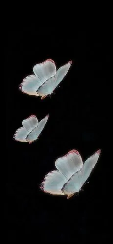 黑色壁纸-cr:咸鱼中下游 渐变纯色/平铺壁纸/聊天背景/小清新ins/油画