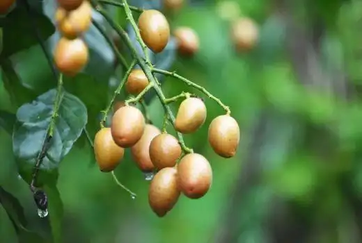 山黄皮果有什么作用?瞧一瞧山黄皮果的营养价值