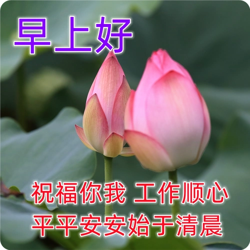 周末最漂亮早安问候祝福图片唯美温馨带字,清晨早安问候祝福语最新