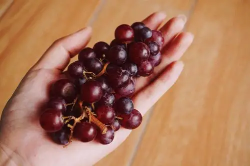 今年最喜欢的小葡萄,小小一颗,一大串一大串满满当当滴溜溜的特别可爱