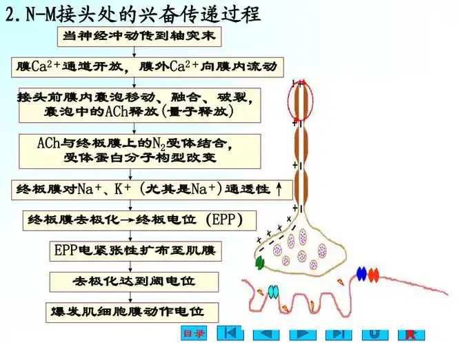 骨骼肌的收缩原理.ppt