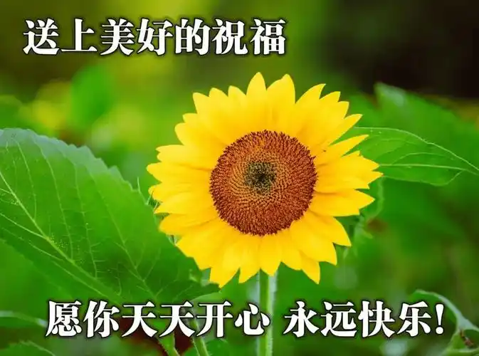唯美的早上好问候语图片带字,愿你不用颠沛流离,也能遇到陪伴_祝福