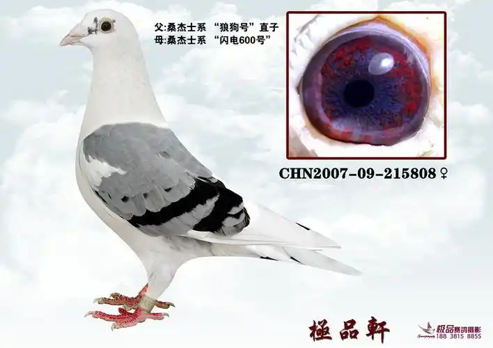 桑杰士_上海极品轩鸽舍_ag188.com爱鸽商城_中国信鸽信息网