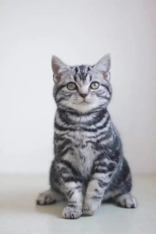 英短蓝白美短标斑