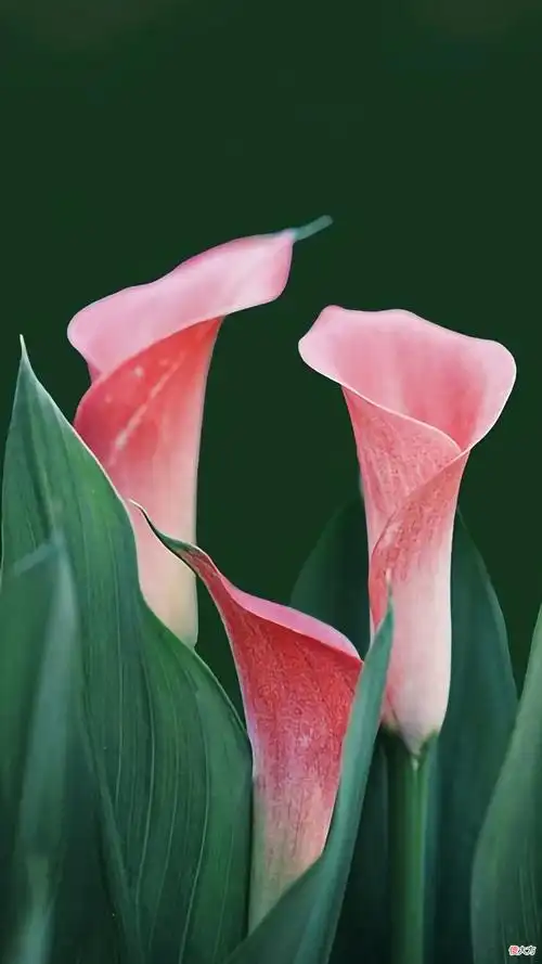 30张纯净简约的植物与风景手机壁纸 风景图片 手机壁纸 唯美 自然