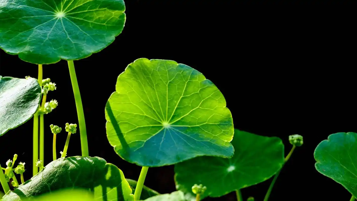 香菇草   #早上好#美好的一天从我的问候开始 #爱拍照爱生 - 抖音