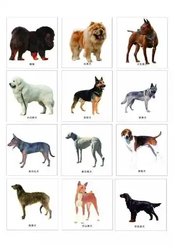 注意了,这47种犬拟列入养犬重点管理区禁养危险犬品种!