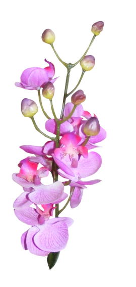 【引用】《花系列》png免抠图素材