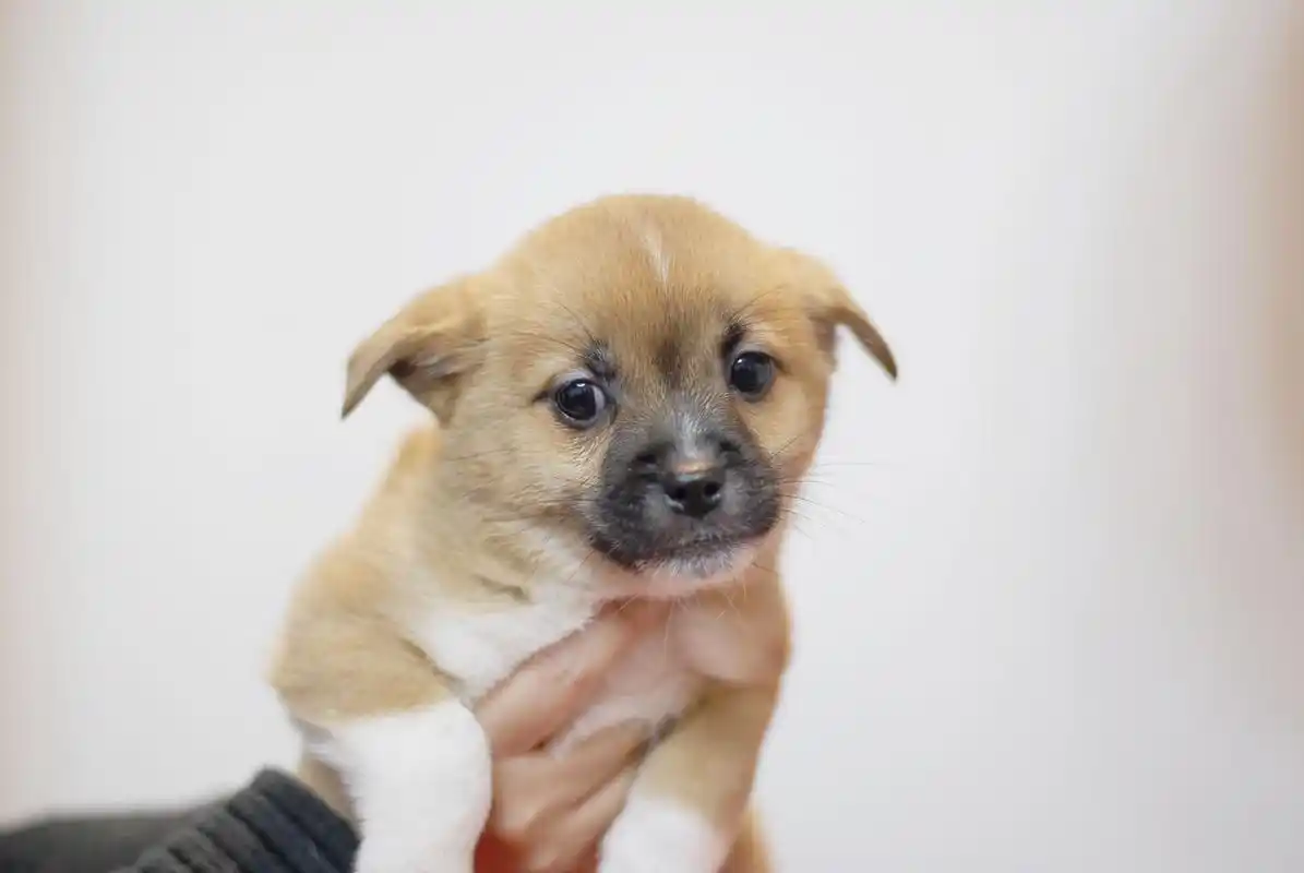 小奶狗喜欢出去浪,狗妈妈叼回来,竟往主人跟前一丢:管管它!