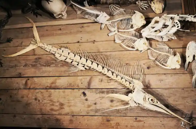 尖吻四鳍旗鱼骨骼标本