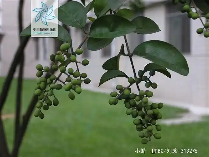 p>小蜡(学名: i>ligustrum sinense /i> lour.