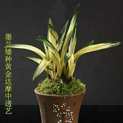 黄金达摩中透兰花黄金达摩中透兰花图片