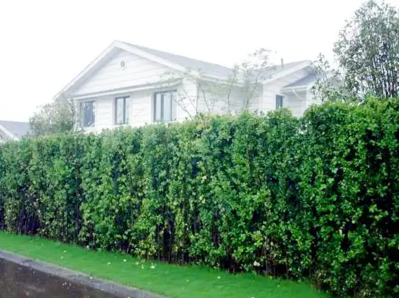 北京北海道黄杨幼苗种植基地