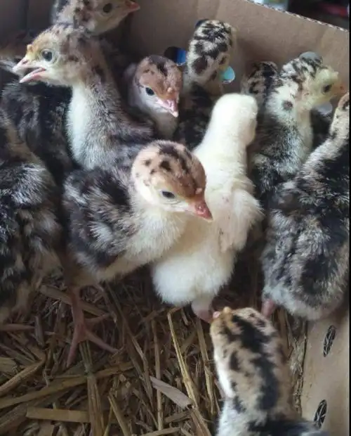 贝蒂娜火鸡苗二个月的优质火鸡苗青铜贝蒂娜混发健康活泼全国包邮包路