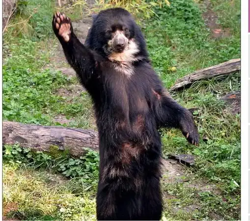 吃饭想找服务员 熊熊挥手喊「夥计」!