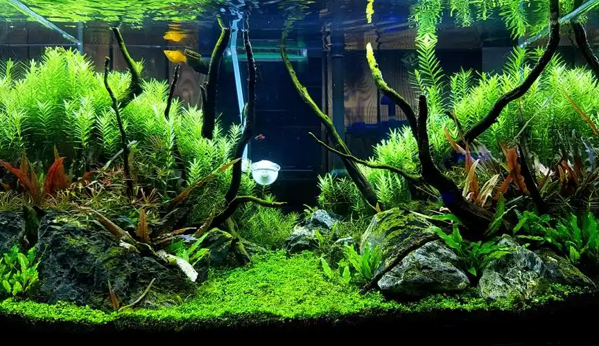 记录一个60草缸的成景过程