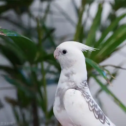 常见玄凤:原始灰玄凤鹦鹉90左右,黄化玄凤鹦鹉100左右,珍珠玄凤鹦鹉80