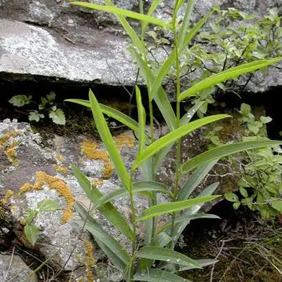 北柴胡东北中草药植物竹叶柴胡种子盆栽园艺植物种苗南北方