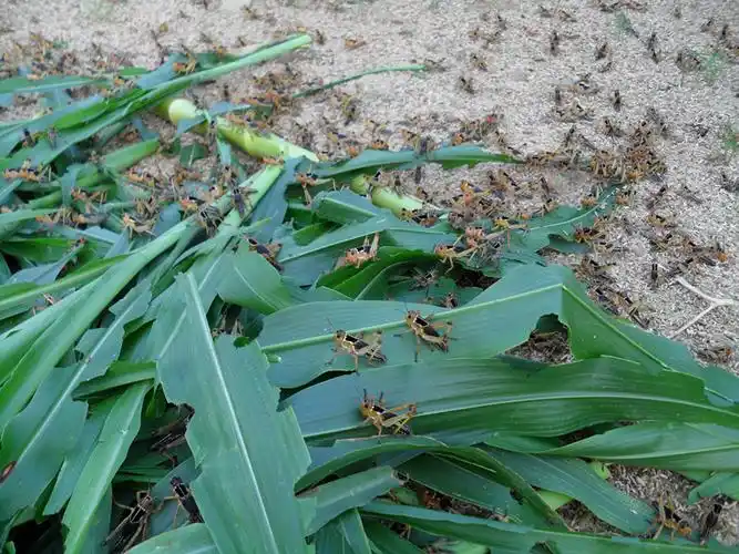 荣郁 东亚飞蝗活体蚂蚱活虫养蜂蝗虫蚱蜢画眉鸟食皮虫龟宠物龙鱼饲料