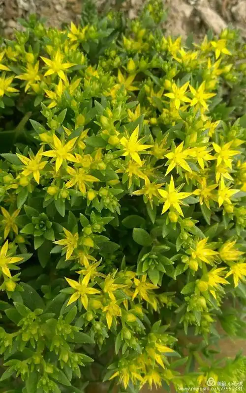 16珠芽景天,是开在一株花盆里的杂草