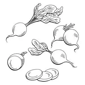 素描切曲线萝卜图形蔬菜黑白色孤立的素描图矢量照片