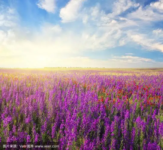 春天的紫罗兰花在草地上.