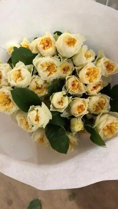 多头玫瑰玉蝴蝶