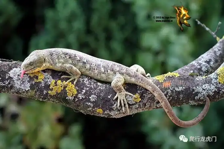 猴尾石龙子,被遗忘的龙