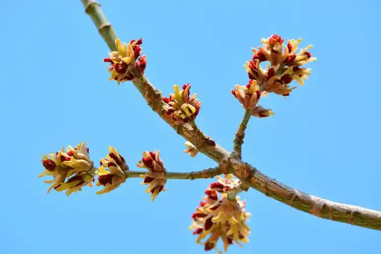 白蜡树一般在几月开花(白蜡树一般在几月开花蚂蚁庄园)