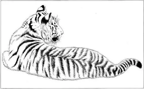 100副老虎马等各种动物的白描合集太全了转发收藏了