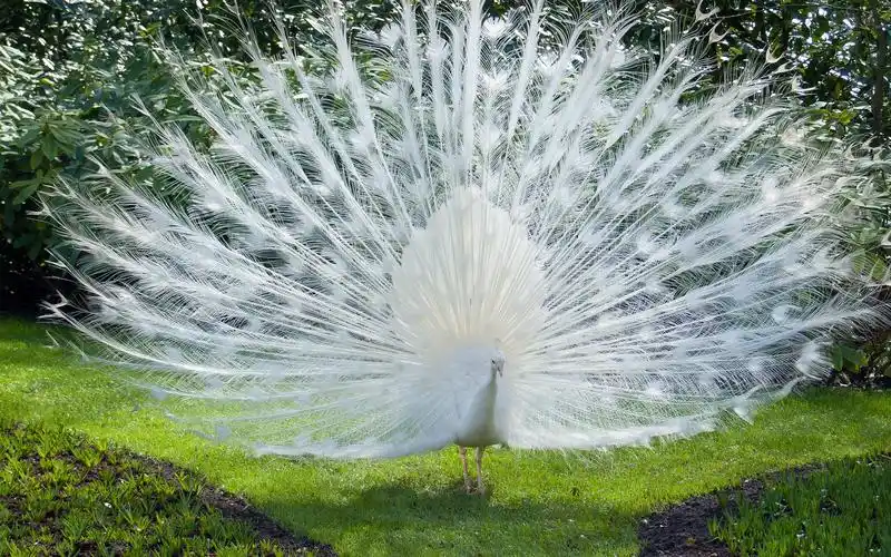 白孔雀,美丽的羽毛,草 iphone 壁纸