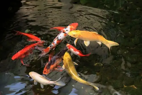 冬天来了| 关于锦鲤加热棒使用的十问十答