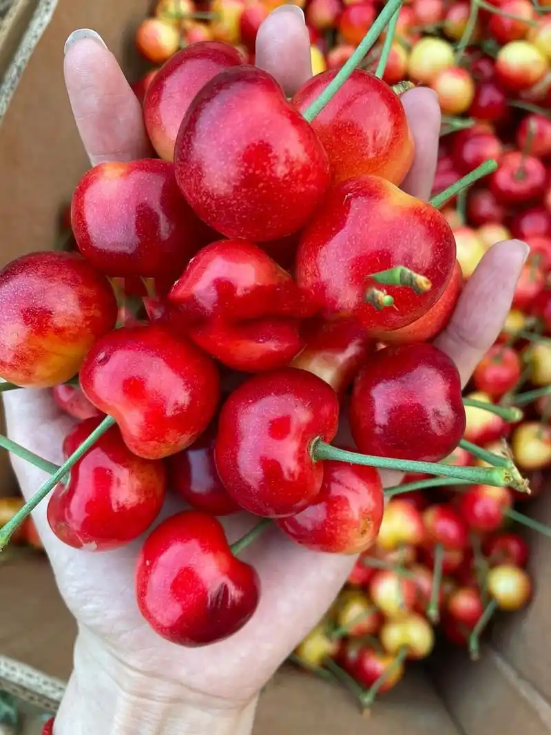 正宗大连雷尼大樱桃 给想要了解雷尼及更多其他品种的小伙伴们的小