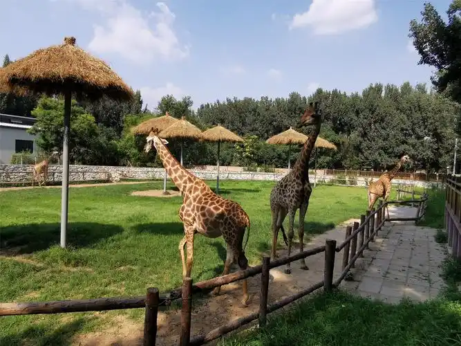 大兴北京野生动物园