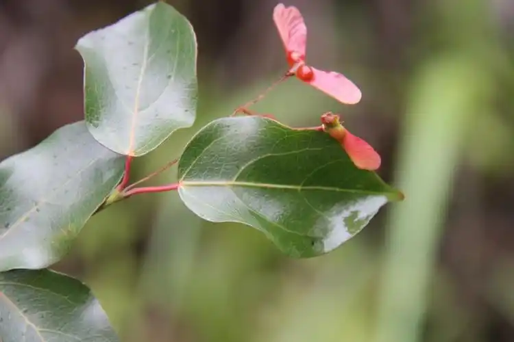 庆元植物938-槭树科-槭树属-紫果槭
