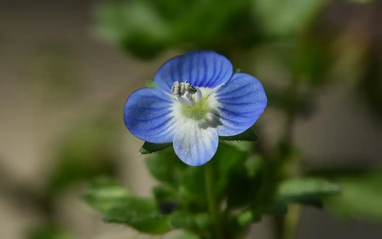 清新好看的蓝色小花微距摄影图片桌面壁纸