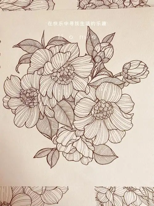 山茶花1花卉线描