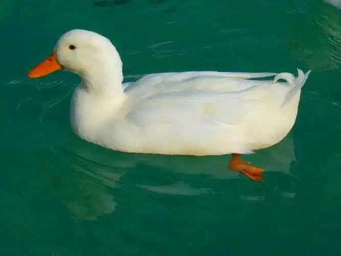 鸭,白色,鸭子,动物,水