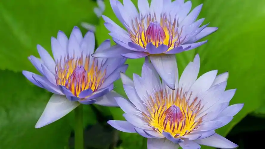 壁纸|自然之美,盛开的睡莲.