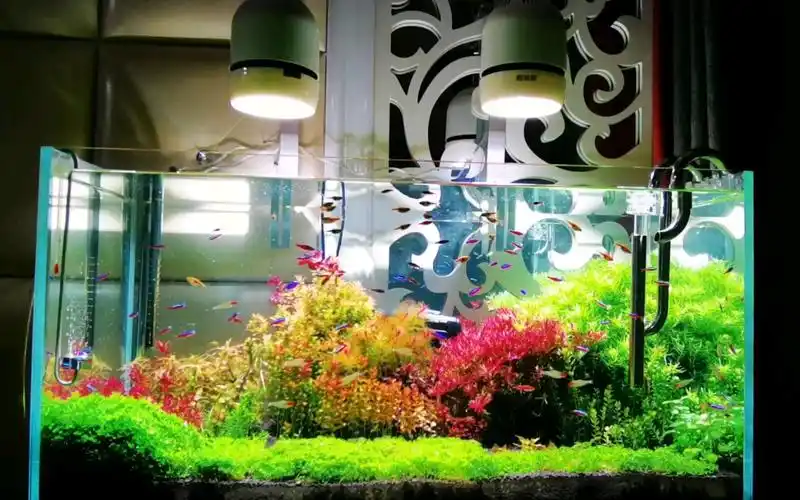 90cm菜园子荷兰景草缸