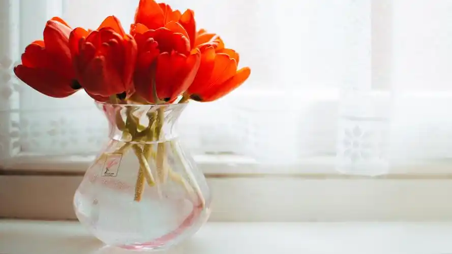 教师节到了,除了康乃馨还可以送这些花,高清图片,电脑桌面-壁纸族